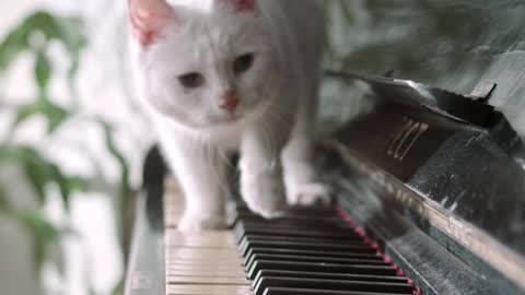 A Cat walking over the piano !