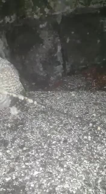 A cute baby owl in the middle of the street