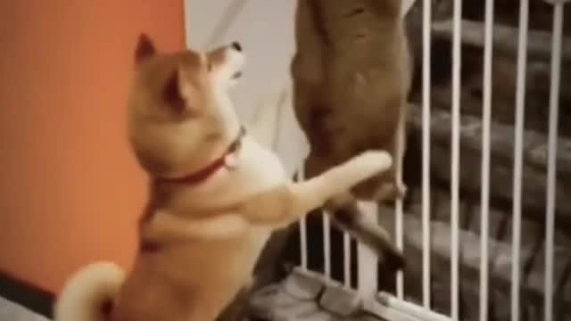 Funny Cat & dog Video Latest 2022 |Funny Animal Video 2022