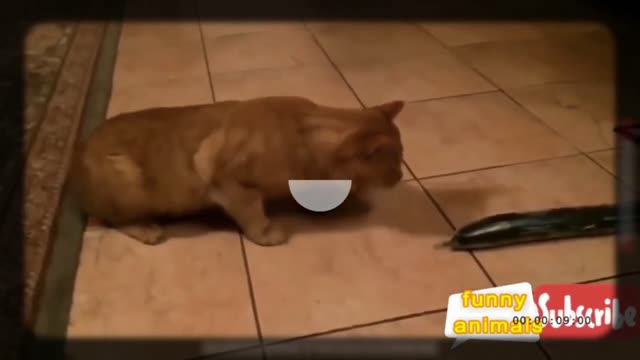 the cat can't even touch the cucumber hahahaha