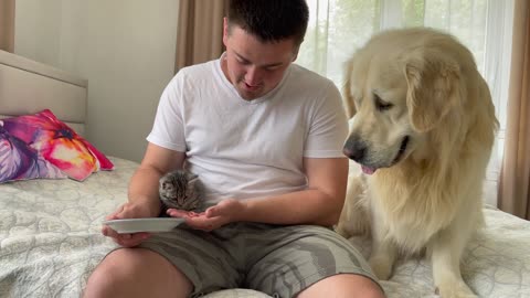 The First Attempts to make friends Golden Retriever with our New Kitten!