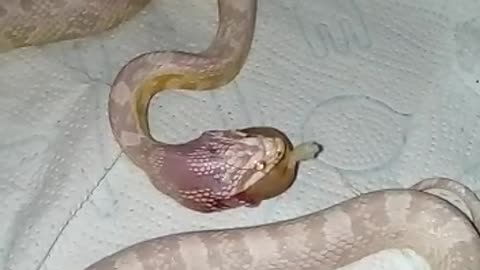 Snakes swallow everything