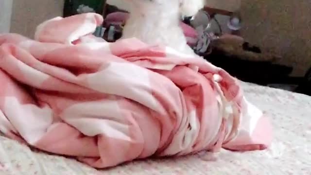 White dog suddenly pops up from pink blanket