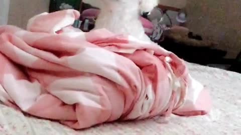 White dog suddenly pops up from pink blanket