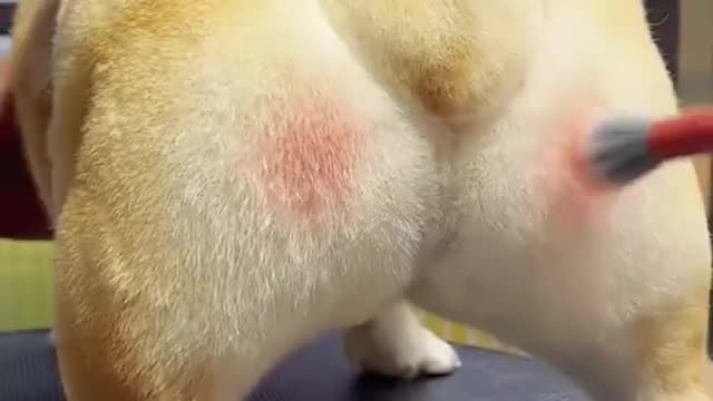 ❤【Who can not refuse the temptation of Corgi farts】❤