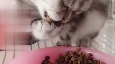 Cute cat video | funny cat