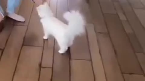 Cute cat training