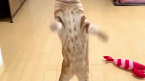 Dancer cat 😺