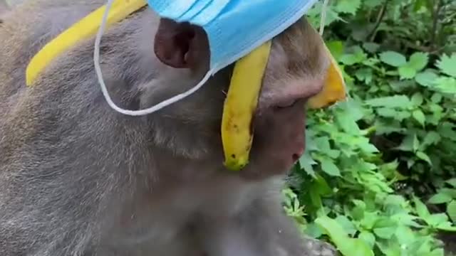Funny animals: Cute and Funny Monkey - Videos Compilation | Funny Monkey