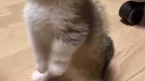 Lovely cat