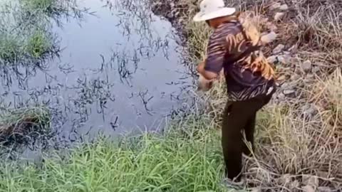 This is a beautiful and charming water-dwelling species