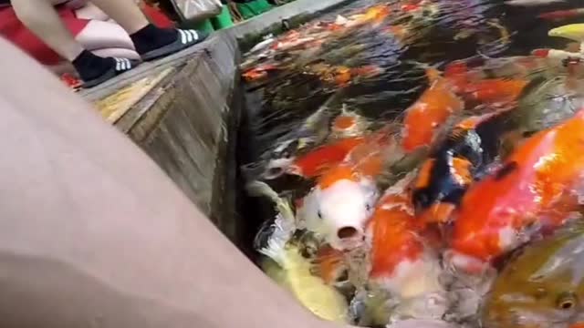 Hand feeding hundreds of koi fish pt2 #shorts