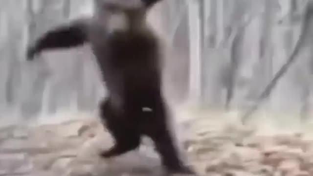 Bear dancing like nobody Watching him