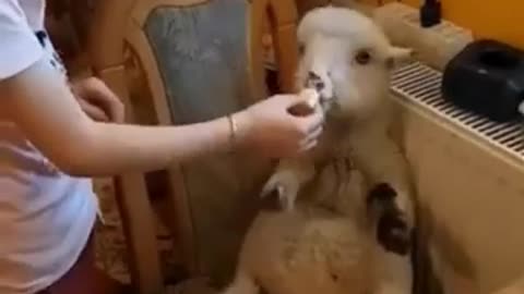 Funny Animals Video