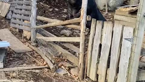 Miss Macon Bacon the pig begs for dinner