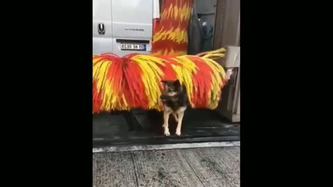 Clever dog cleaning himself with rollover automatic car washing machine