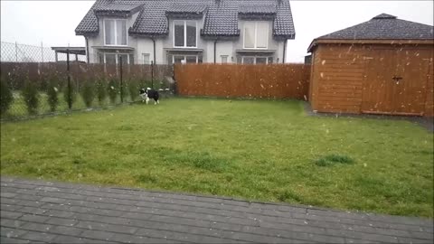 Perro celebrando la primera nevada es todos nosotros