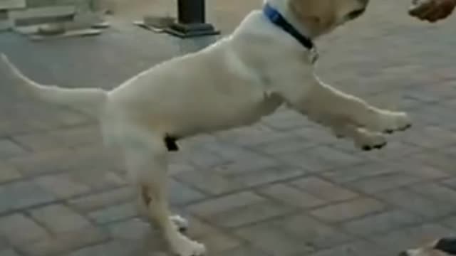 Dog training video