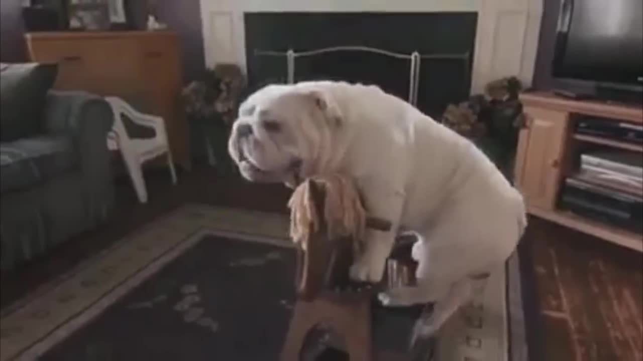 So Funny! Dog Climbs And Ride A Rocking Horse