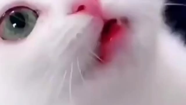 My cute kittens everyday