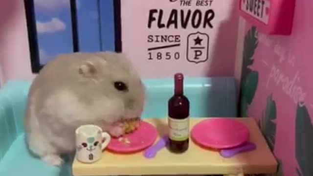 Looks like these unladylike hamsisters