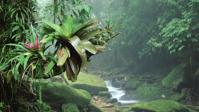 NATURE SOUNDS Relaxing Nature Sound Of Jungle Waterfall (No Music)