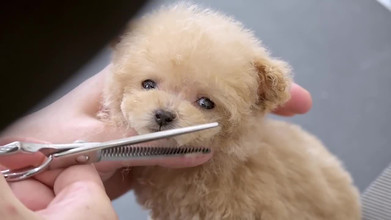 A very small puppy grooming for the first time at 3 months of age (Toy Poodle