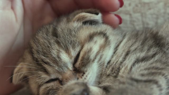 The most beautiful cat at peace with its owner