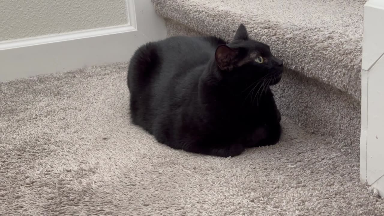 Cute Precious Piper is a Landing Loaf - Adopting a Cat from a Shelter Vlog