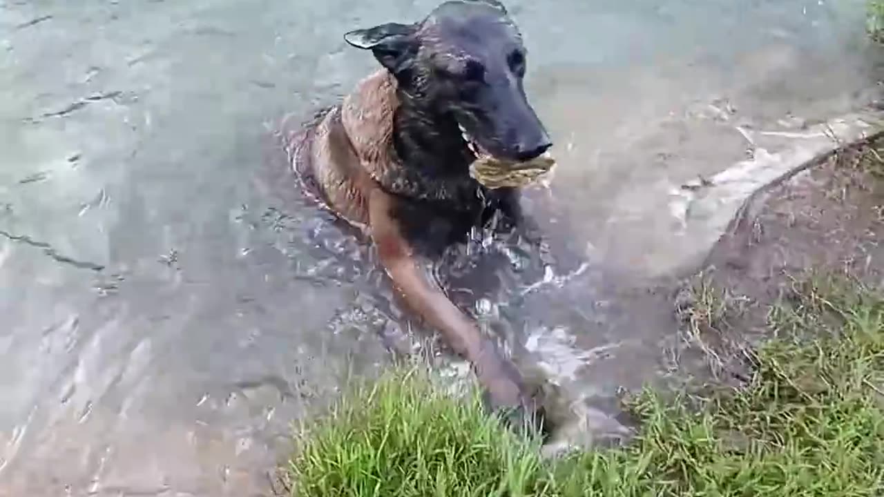 Dog's Underwater Treasure Hunt #dogtraining #dog #shepherd #malinois #puppy