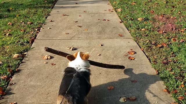 Corgi and big stick