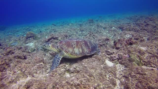 Amazing Green Turtle Diving Near Fishes Under Water