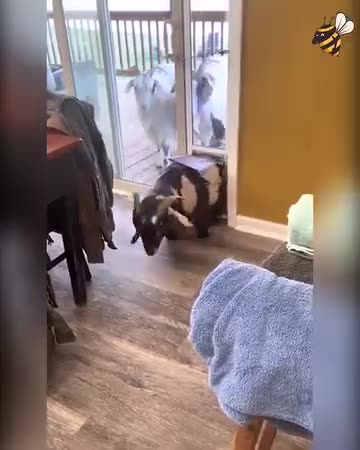 Help, Help, Hurry!!!