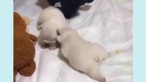 Puppy trying to walk