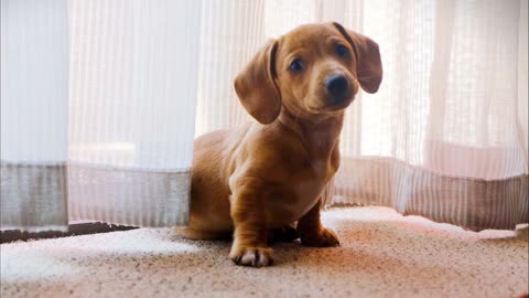 o cachorrinho mais fofo do brasil