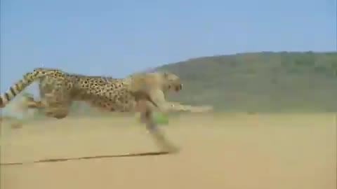 Cheetah Running Video l Fasted Running Video l Trending