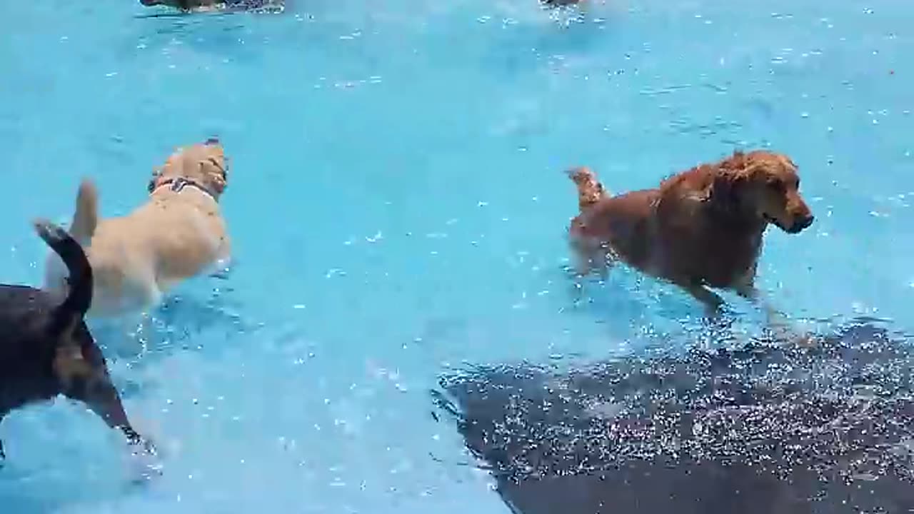 Suming all dog video