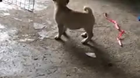 2 puppies fighting with paper
