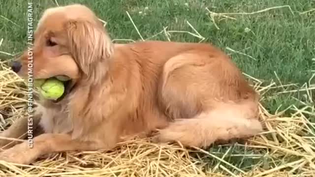 dog loves tennis ball