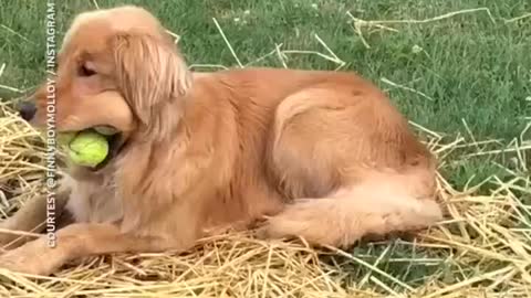 dog loves tennis ball