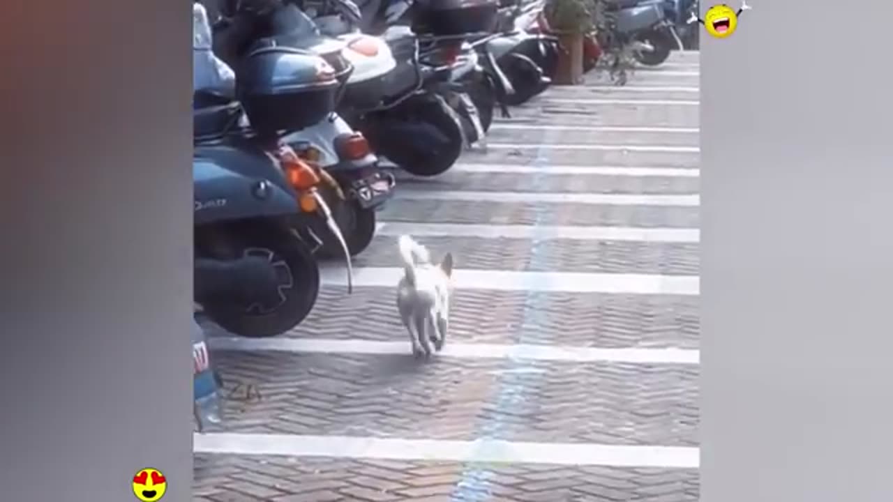 Funny_animals_-__Funny_cats___dogs_-__Funny_animal_videos_2023__-_Part_6_Haypyy_Pett