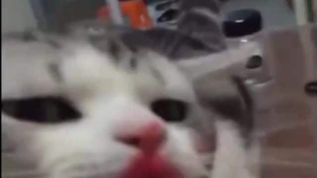 cat putting lipstick (very funny)