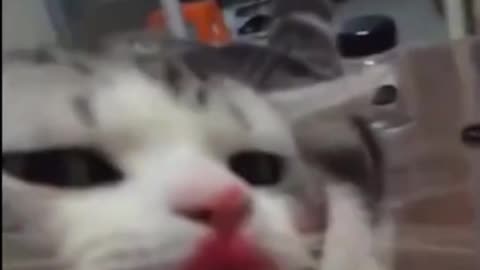 cat putting lipstick (very funny)