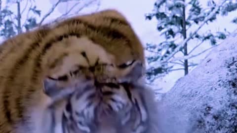 The snow tiger