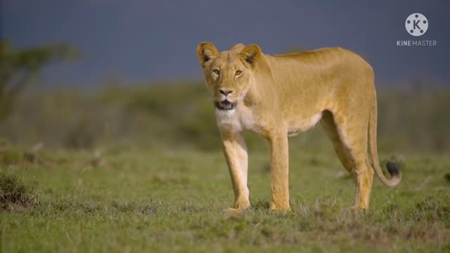 Lioness Walking Towards Camera