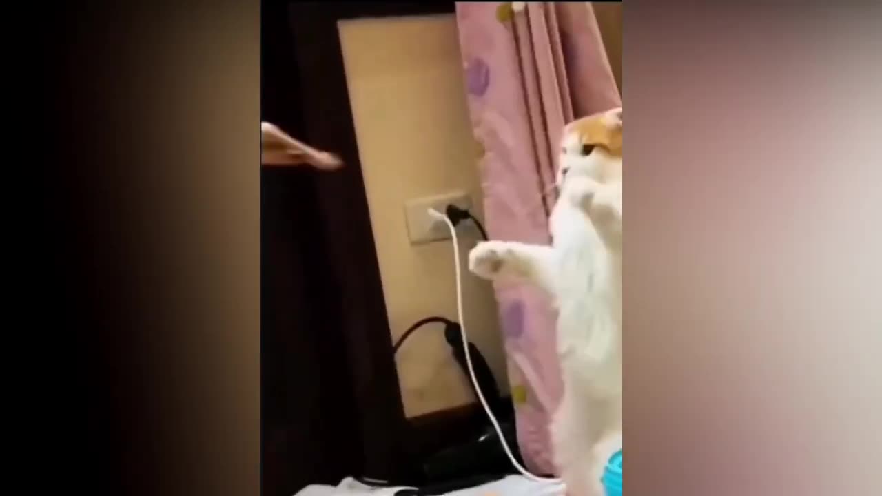 try not to laugh! - Cats Compilation