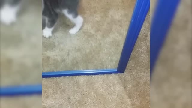 🙀​🙀​🙀​ my cat is crazy