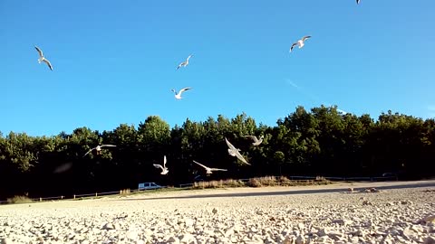 Mouettes Rieuses sur la plage Blackhead Gulls at the beach 210929