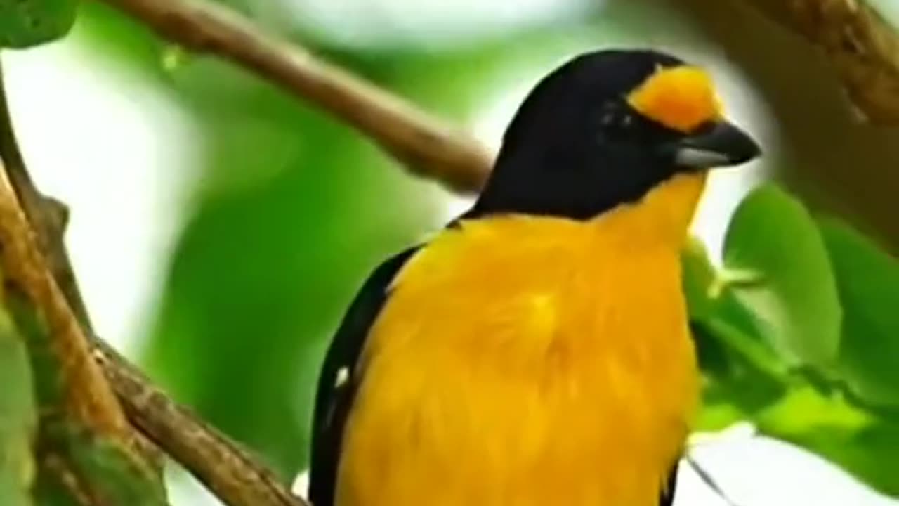 Beutefulle video