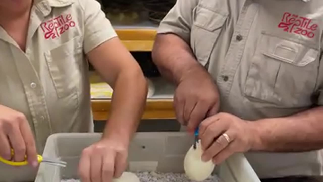 New Born Baby Snakes Welcome To The World